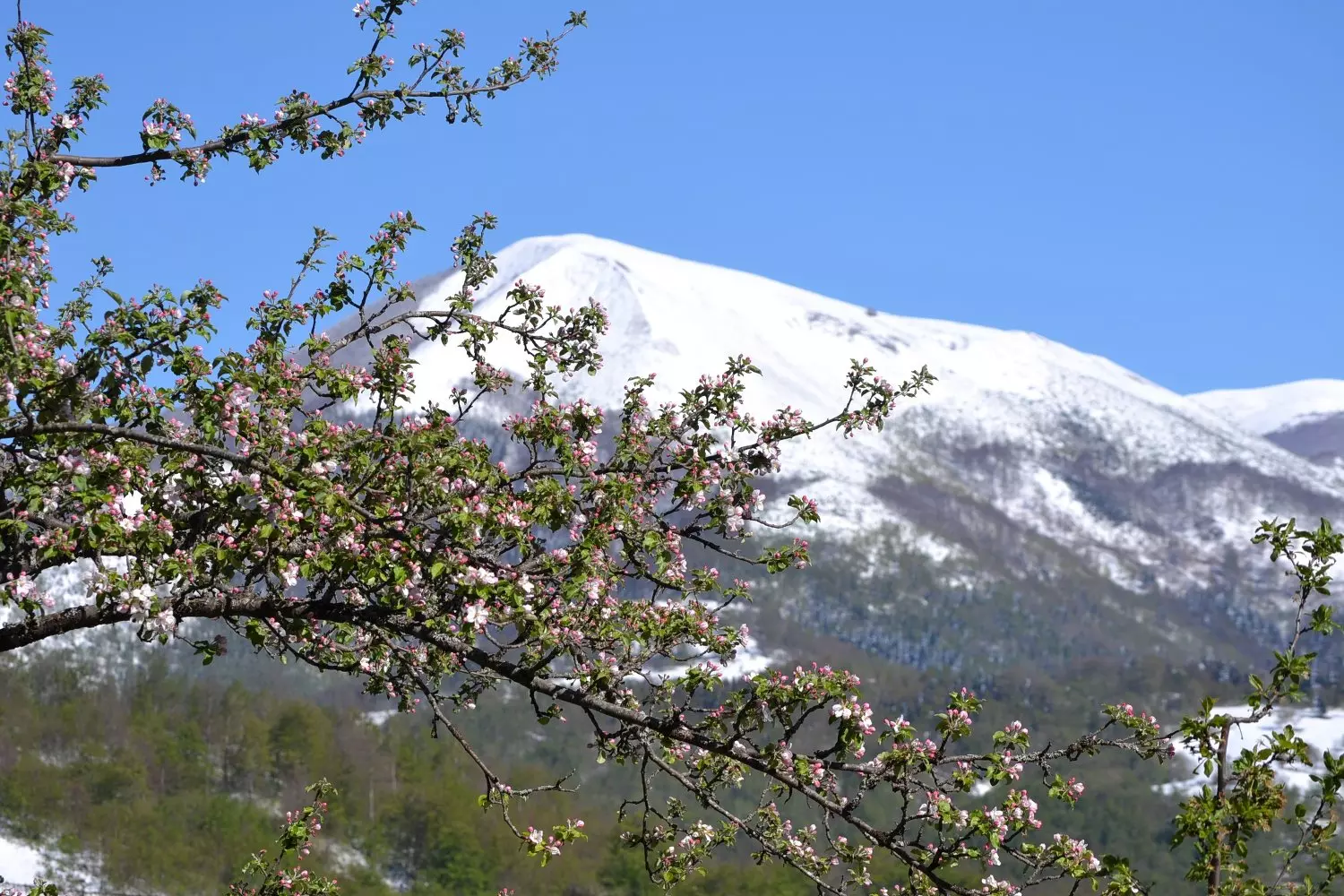 Vukadinovic organic orchard near Mojkovac, Montenegro