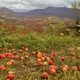 Organic apple orchard farm stay in Montenegro