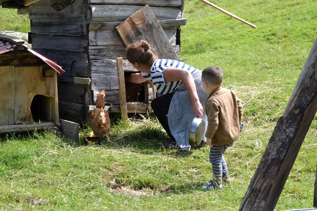 Toddler help collecting eggs