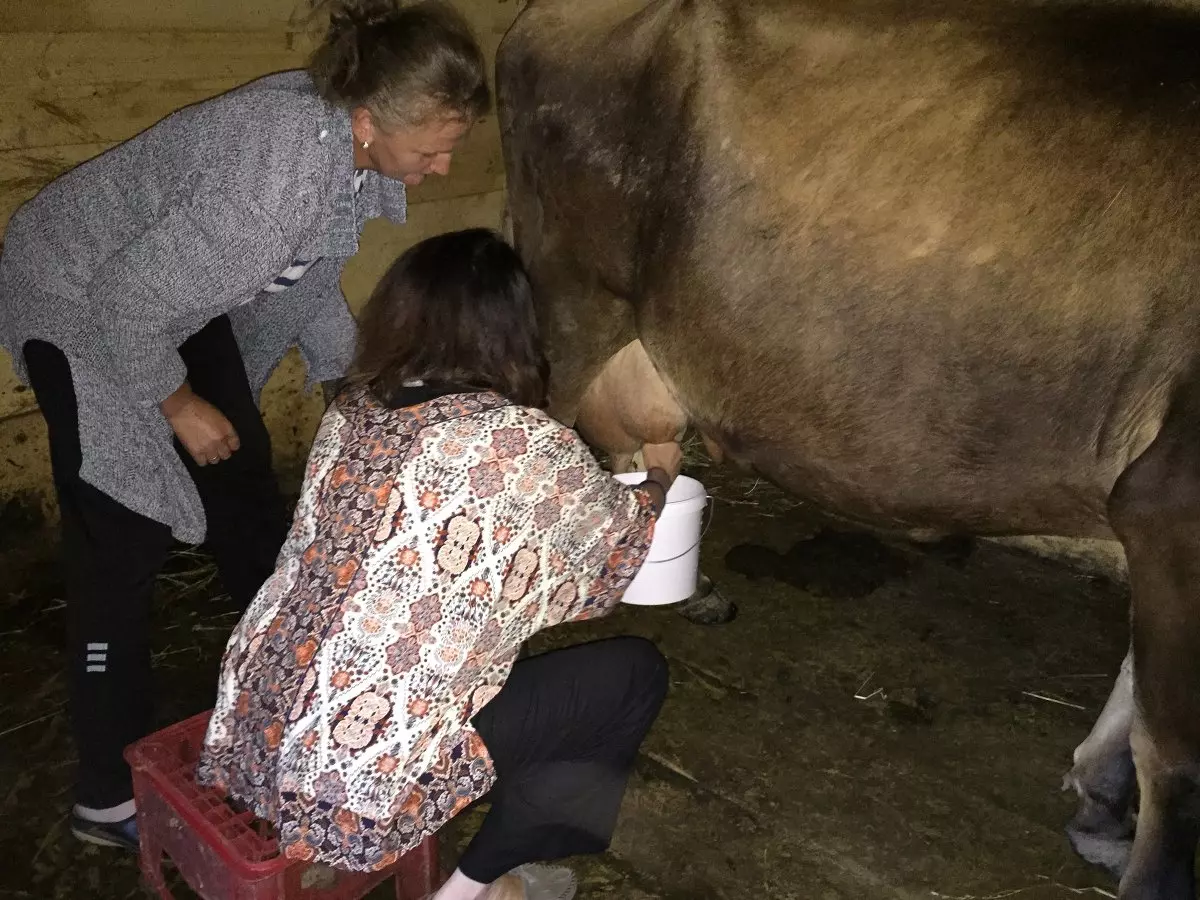 City girl learning to milk a cow