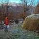 Boy doing farm chores