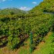 Cermeniza grape vineyards