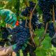 Harvesting vranac grapes