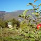 Organic apple orchard and Siberian blueberries near Durmitor
