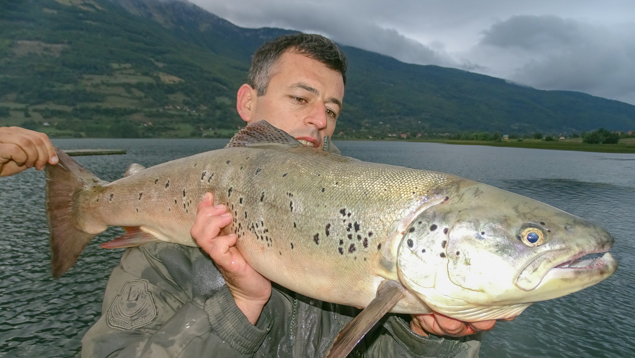 Big catch fly fishing Montenegro