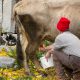 Milking a cow before making lisnati cheese in Lipovo Village