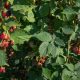 Blackberries ripening on farm stay in Bosnia and Herzegovina