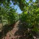 Agritourism offer in BiH