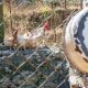 Chickens on coastal Montenegro farm stay