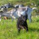 goat or sheep dog on mountains of montenegro - zupa