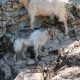 Goats on rocks at Old Mill Farm Stay