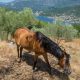 horse on Montenegro farm stay