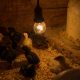 Newborn chicks keeping warm on Lustica
