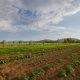 Organic garden at Podgorica farm stay