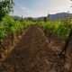 Family vineyard at the Zeta Farm Stay near Podgorica
