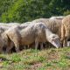 Flock of sheep grazing in northern Montenegro