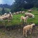 Sheep at Cakor Katun