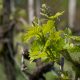Spring growth at vineyard in Montenegro - Prevalis Nature Cottage