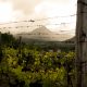 Raindrops at vineyard in Montenegro wine region