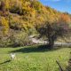 Goat and fall colors in Lubnice Village in Northern Montenegro
