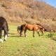 Dedusi horses in upper Vusanje
