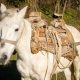 Horseback riding in Prokletije National Park