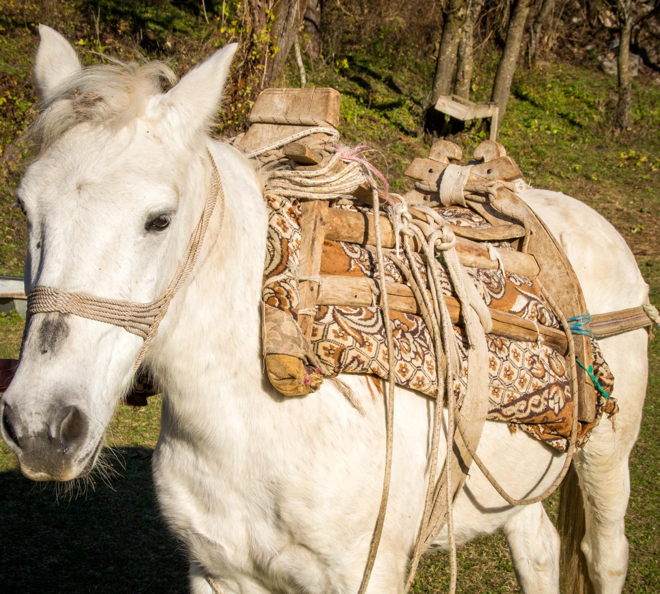 Dedushi Guest House in Prokletije for horseback trail riding