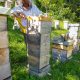 beekeeping in Montenegro mountain apiary