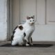 Cat posing in historic Godinje Village, Montenegro