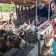 Visitors feed the donkeys at the farm in Martinici