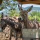 Donkeys at the Farma Magaraca Martinici