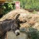 Montenegro donkey farm