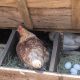 hen laying eggs at Montenegro farm stay