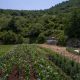 Multispeciated farm in Montenegro