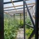 Camp Lipovo greenhouse and food forest